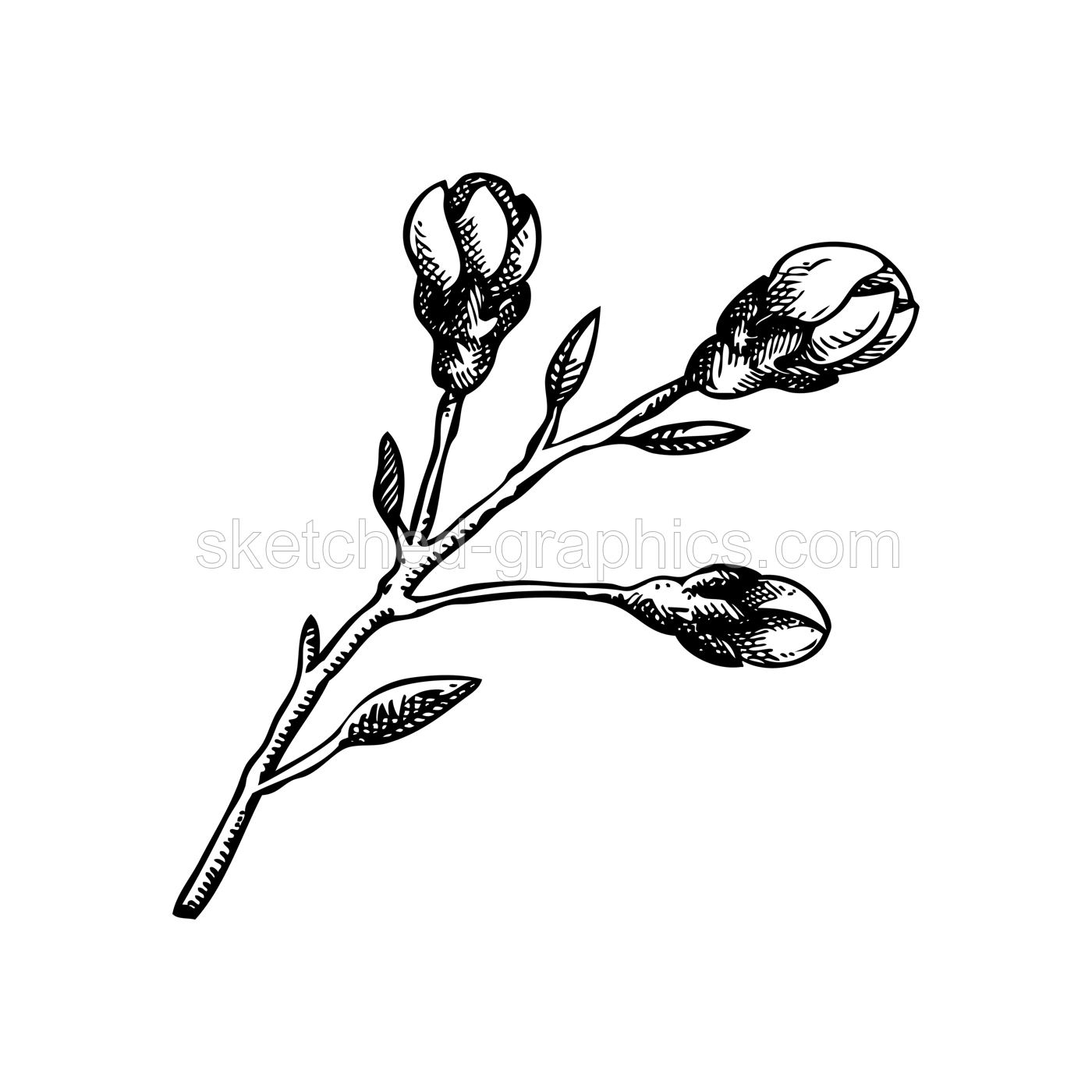 Sakura flower sketch. Cherry blossom vector illustration. Blooming tree branch drawing. Hand-drawn spring design element. NOT AI generated Illustration